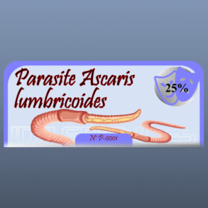 Parasite : Ascaris lumbricoides