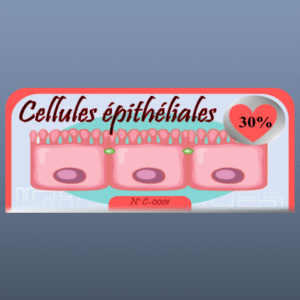 Cellules épithéliales