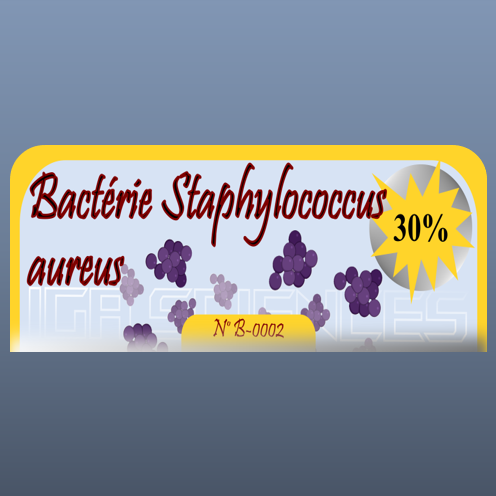 Bactérie Staphylococcus aureus