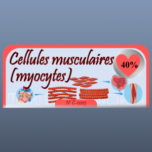 Cellules musculaires (myocytes)