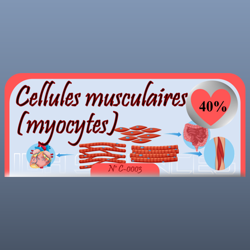 Cellules musculaires (myocytes)