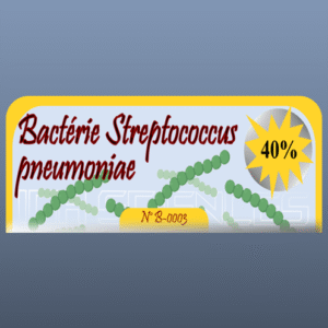 Bactérie Streptococcus pneumoniae