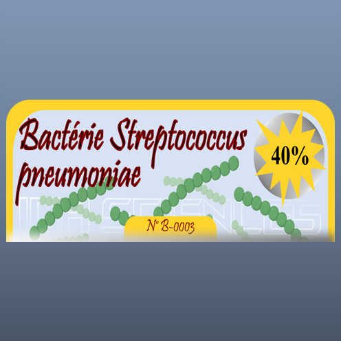 Bactérie Streptococcus pneumoniae