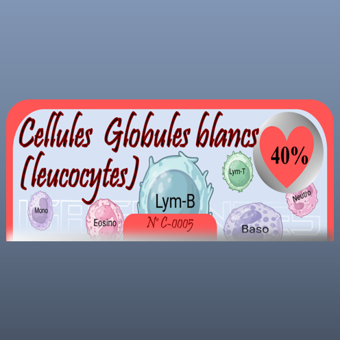 Cellules  Globules blancs (leucocytes)